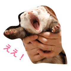 ferret love2