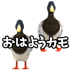 duck! sticker 2