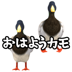 duck! sticker 2