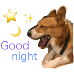 Corgi DOGs