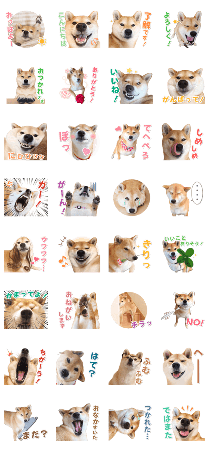 スタンプ無料get 柴犬マロたん Stampick スタンピック