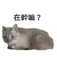 乂跳皮❤️虎皮乂貓貓日常