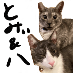 Tomy&hachi  cats 2