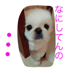 Pekingese Kumu