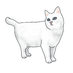 Tsundere White Belly Cat(Chinese T)