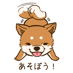 Lovely Shiba inu kotaro Sticker
