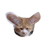 House cat!