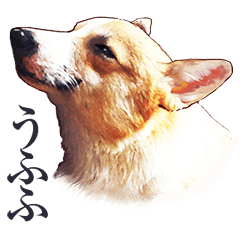 My Dog Sticker -real version Corgi