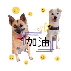 Simple與Q比的宅日常