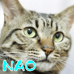 tabby cat "NAO"