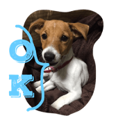Azuki of Jack Russell terrier