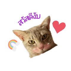 taohoocat
