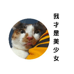 起司了喵