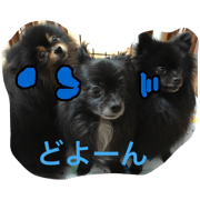 my dog family