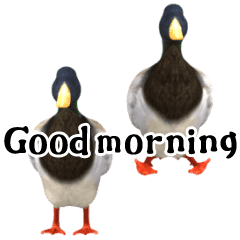 duck! sticker part2