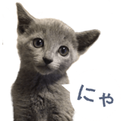 Cat-cyan#001