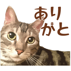 American Shorthair Lune's daily life [2]