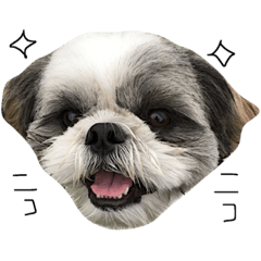Moka of a Shih Tzu dog