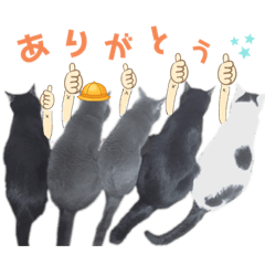 neetcat_20210709153416