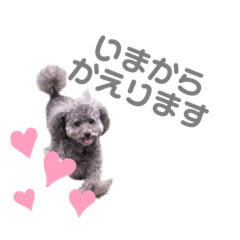 neito-toy poodle