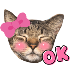 Mr.Jang and the gang