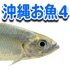 沖縄お魚4