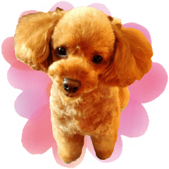 Very cute my toy poodle