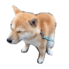 mameshibakotarostamp