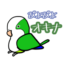 Piyo Piyo Quaker Parrot