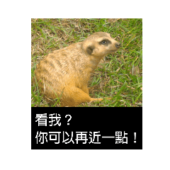 N…隨手拍動物