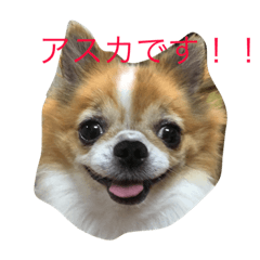 dog tiwawa