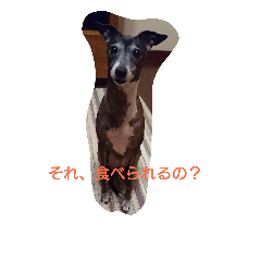 Italian Greyhound CELLO