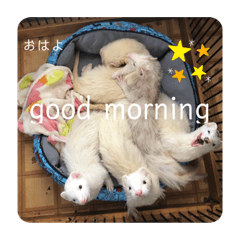 alice_20210710102803