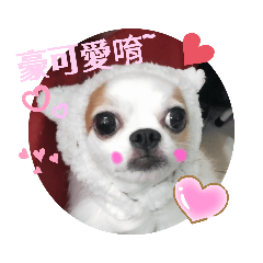 我們家的寵物好快樂！#2