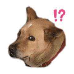 大叔與LuLu(๑˃̵ᴗ˂̵)