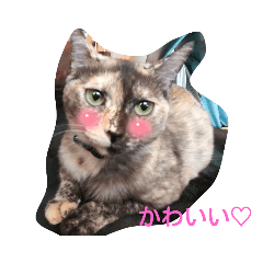 wasabi_20210709230911