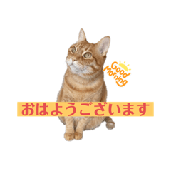 a cute cat sticker <kinako>