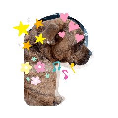 貓貓狗狗表情包