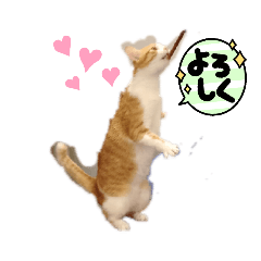 貓貓狗狗可愛表情包