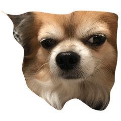 kuu/Chihuahua
