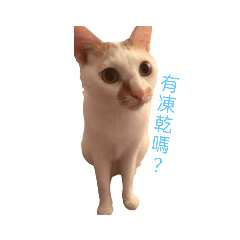 爵寶Q寶的魷樂園