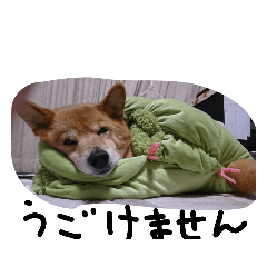 柴犬×コーギー＝チョコ