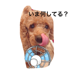 wonderfuldog