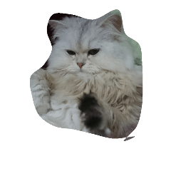 Tarakocat