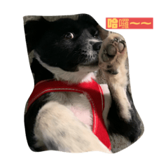 蔡紅酒表情包part2