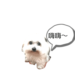 瑪爾濟思、狐狸博美兩兄弟