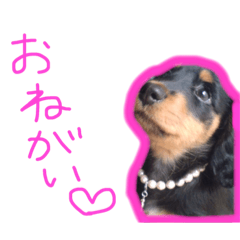 The Cutest Dog : RUI