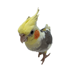 My pet Parrot Cockatiel Image Matting