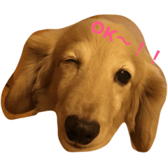 Dog using Kansai dialect