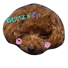 cute!dog